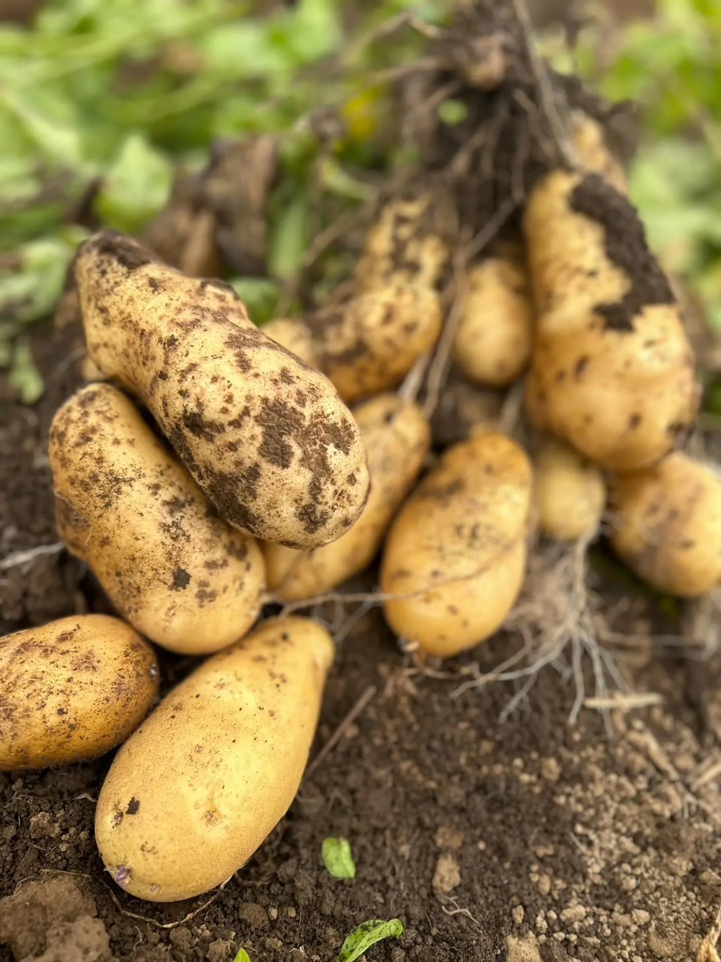 【B.R.Fからのお知らせ】